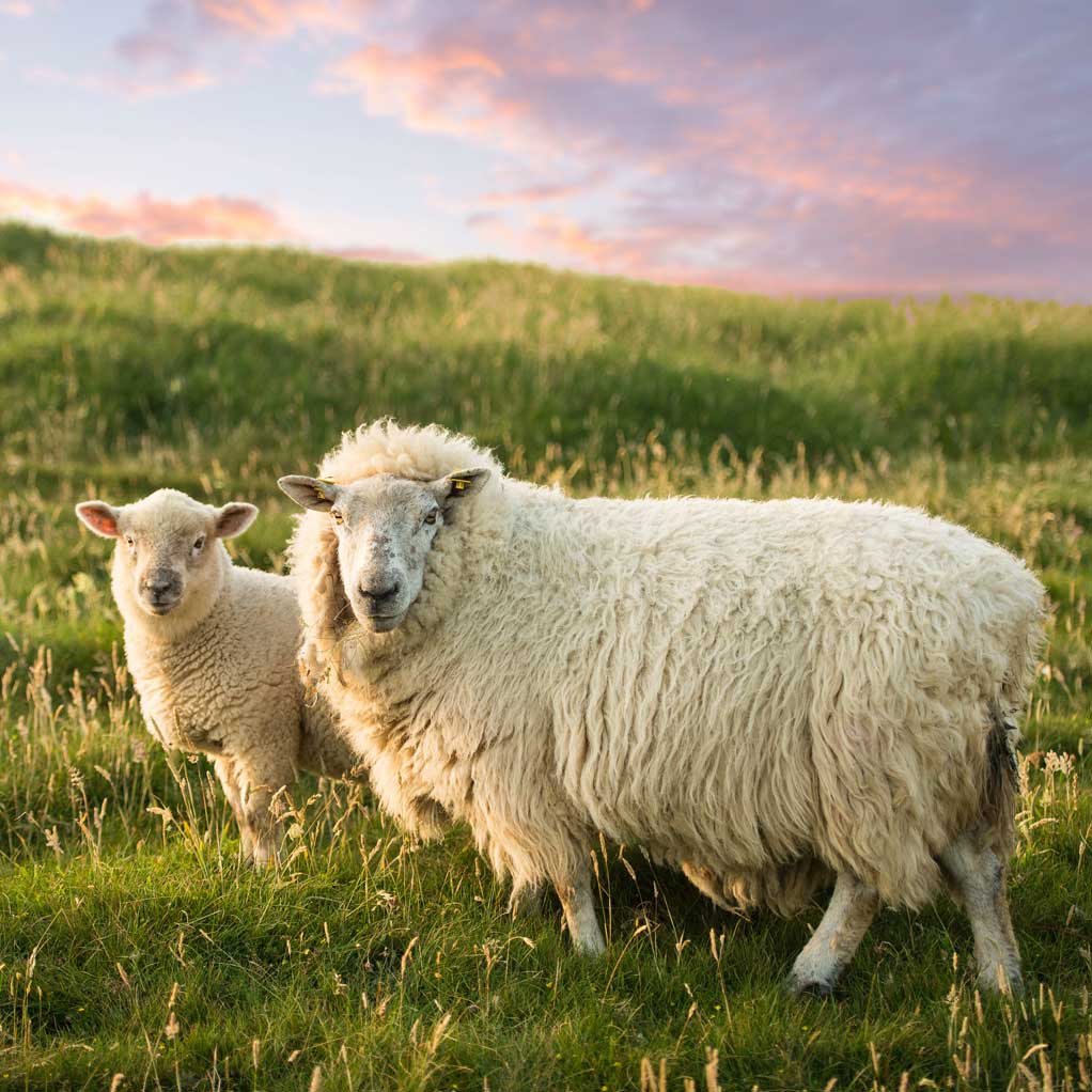 two sheep in a field staring at you