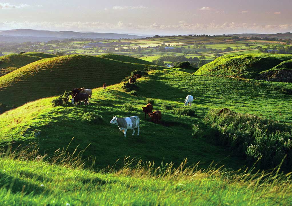 Cows grazing in a green field