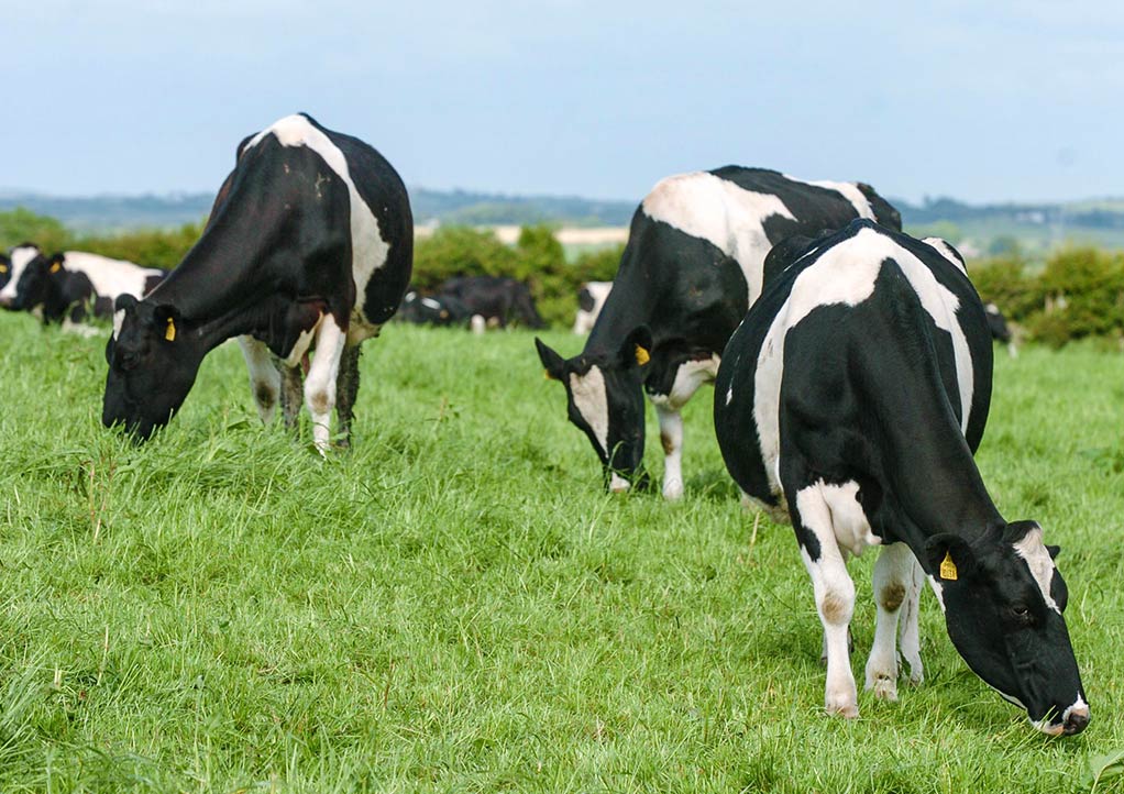 two cows in a field staring at you